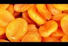صناعة المشمشية