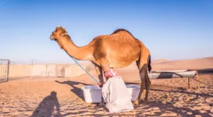فوائد حليب الإبل
