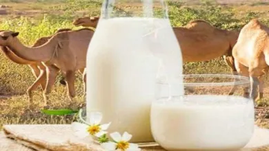 فوائد حليب الإبل