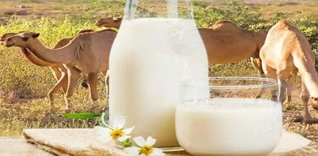 فوائد حليب الإبل