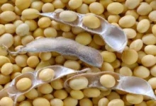 كاري فول الصويا