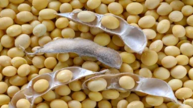 كاري فول الصويا