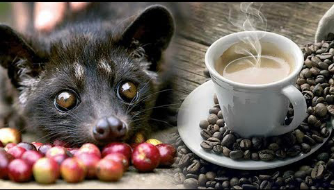 حيوانات الزباد و القهوة