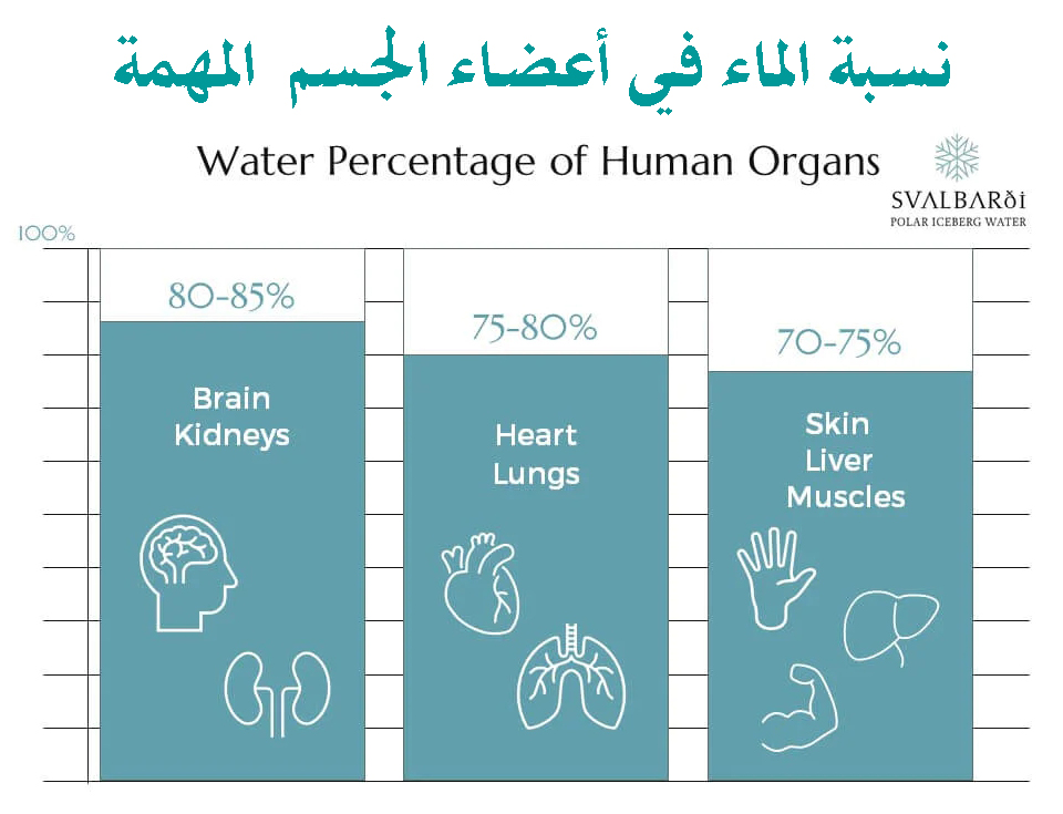 نسبة الماء في أعضاء الجسم المهمة