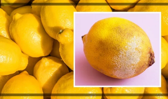 متى يجب التخلص من الليمون المخزن؟