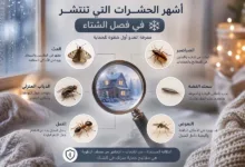 أنواع حشرات الشتاء في الكويت